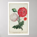 Search for papaver posters Botanical