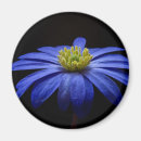 Recherche de gerberas magnets Bleu