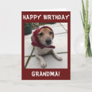 Search for funny grandma cards Dog