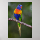 Recherche de lorie posters Oiseau