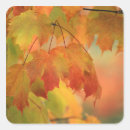 Recherche de d érable autocollants Couleur