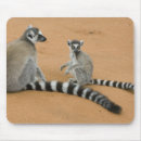 Recherche de lemur tapis souris Mère