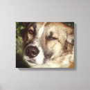 Search for dog adoption art Dogs