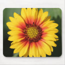 Search for orange gerbera electronics Floral