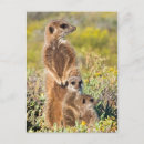 Recherche de suricate cartes postales Bébé