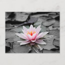 Recherche de nénuphars roses cartes postales Nature