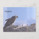 Recherche de oiseau mer cartes postales Balbuzard