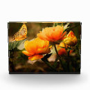 Search for photo of butterfly Butterflies