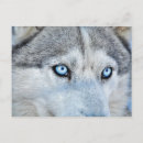 Recherche de husky cartes postales Yeux bleus