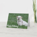Search for shih tzu birthday cards Canine