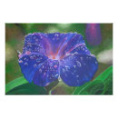 Search for morning glory gifts September