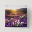 Recherche de desssert badges Coucher de soleil