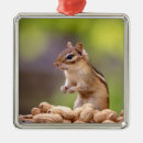 Search for chipmunk ornaments Nature