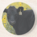Recherche de veau dessous de verres Bétail