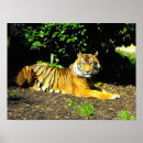 Search for sumatran posters Wildlife