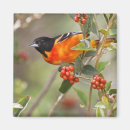 Search for migration magnets Habitat