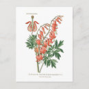 Search for dicentra Bleeding heart