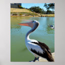 Recherche de pelican posters Oiseau