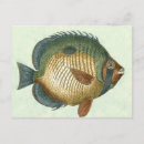 Search for fish postcards Animal