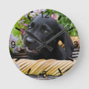 Search for labrador retriever clocks Puppy