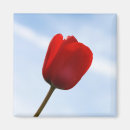 Recherche de tulipes rouges magnets Floral