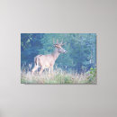Recherche de whitetail art Nature