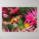 Search for bee balm posters Wings