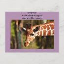 Recherche de okapi cartes postales Girafe