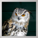 Recherche de hibou drôle posters Maison