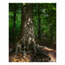 Search for natural light posters Plant