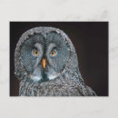 Search for strix postcards Wildlife