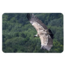 Search for griffon magnets Griffin