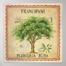 Search for frangipani art Vintage