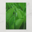 Search for hosta postcards Plantain lily