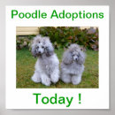 Recherche de miniature posters Caniche
