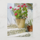 Search for red geranium postcards Nature
