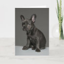 Search for french bulldog puppy cards Pet