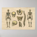 Search for vintage medical skeleton posters Anatomical