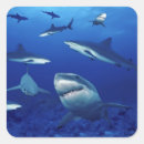 Search for school of fish stickers Sealife
