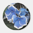 Search for starburst magnets Blue