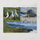 Recherche de phoques cartes postales Oiseau