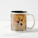 Recherche de pomeranian tasses Chien