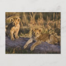 Search for masai mara postcards Lincoln peak