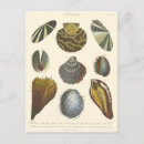 Recherche de coquille de palourde cartes postales Océan