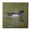 Search for duck tiles Nature