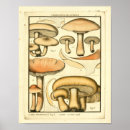 Search for champignons posters Vintage