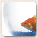 Recherche de poisson rouge dessous de verres Animal