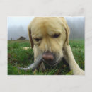 Search for fish eating postcards Funny