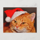 Search for orange cat christmas cards Santa