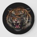 Search for roar clocks Tiger